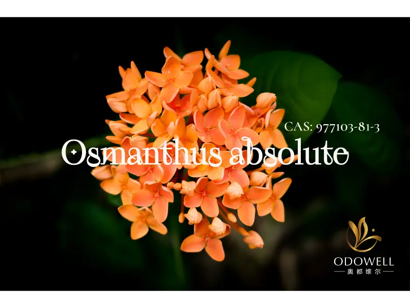 오스만투스 앱솔루트(Osmanthus Absolute) – 우아한 오리엔탈 플로랄을 위한 ODOWELL의 천연 시그니처